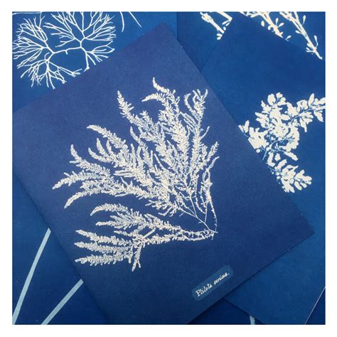 inspiring examples of cyanotype art